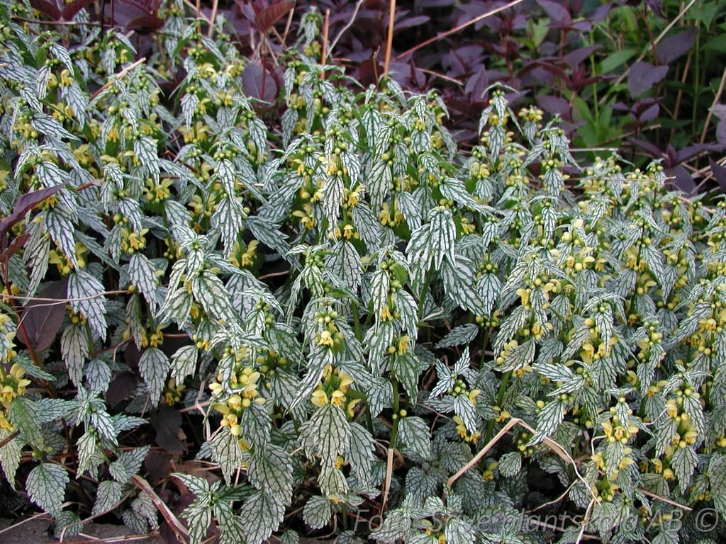 Lamium galeobdolon 'Herman's Pride'