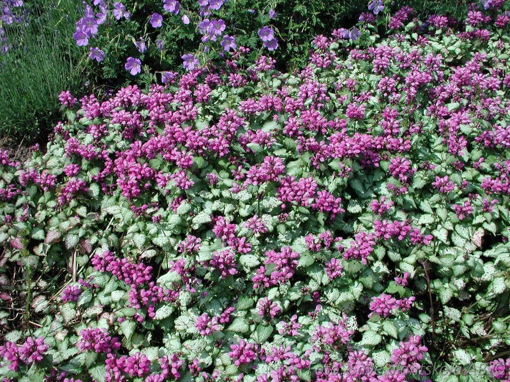 Lamium maculatum  'Beacon Silver'