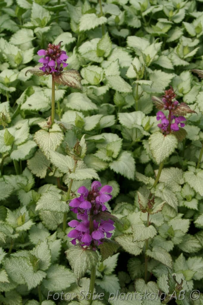 Lamium maculatum  'Ghost'