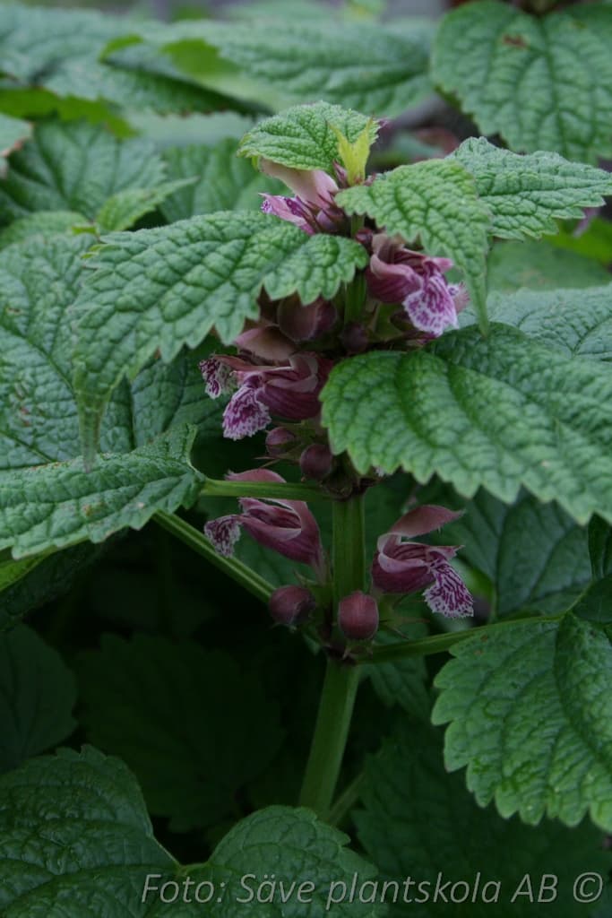 Lamium orvala