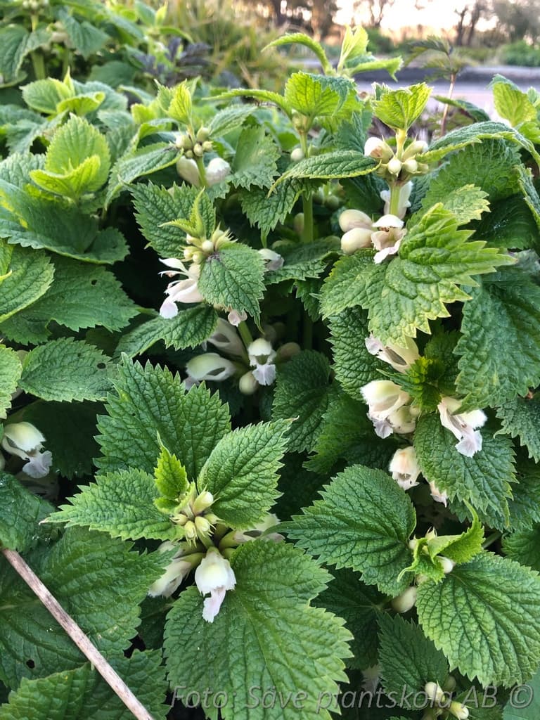 Lamium orvala 'Album'