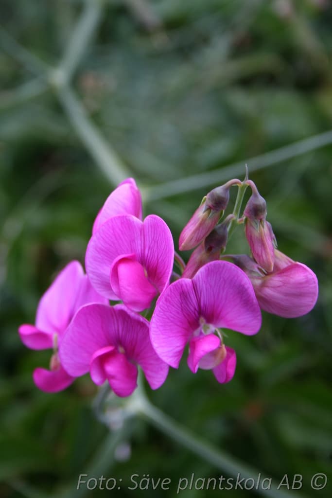 Lathyrus latifolius  'Red Pearl'