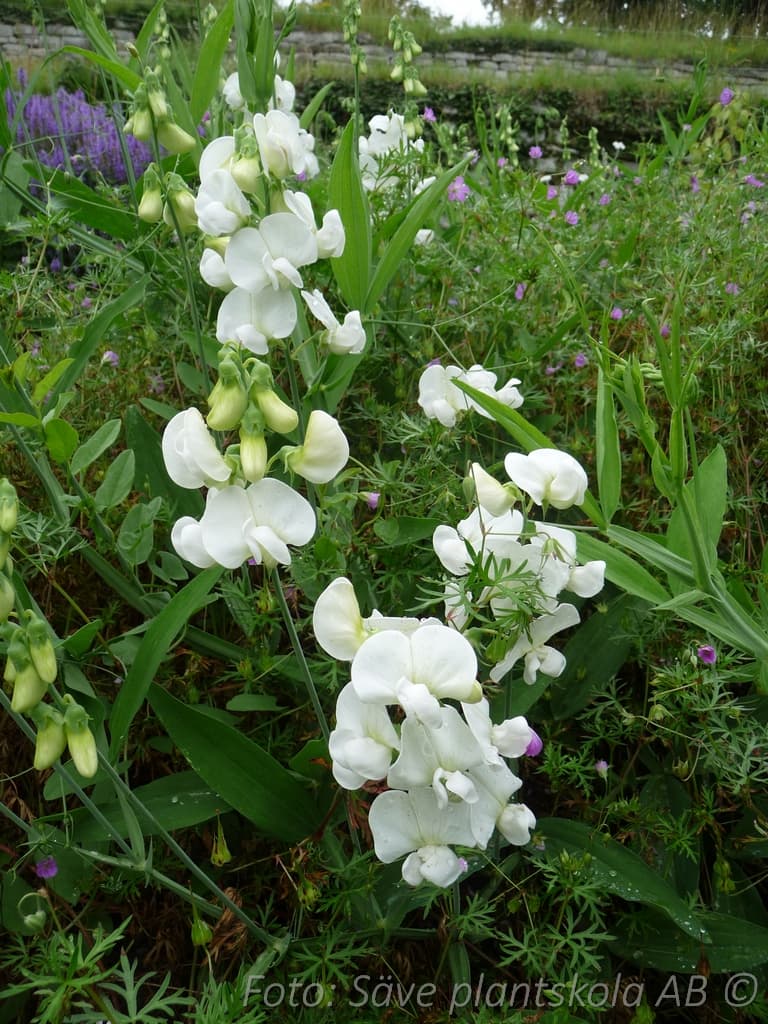 Lathyrus latifolius 'White Pearl'