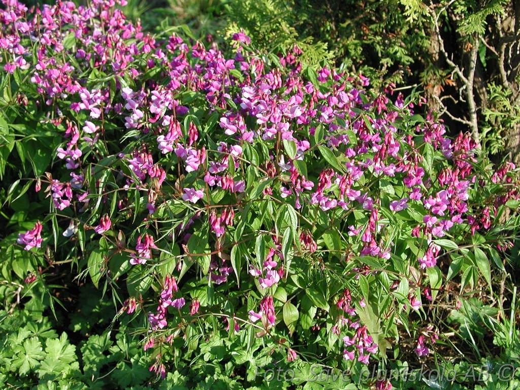 Lathyrus vernus