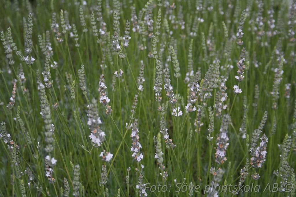 Lavandula angustifolia  'Edelweiss'