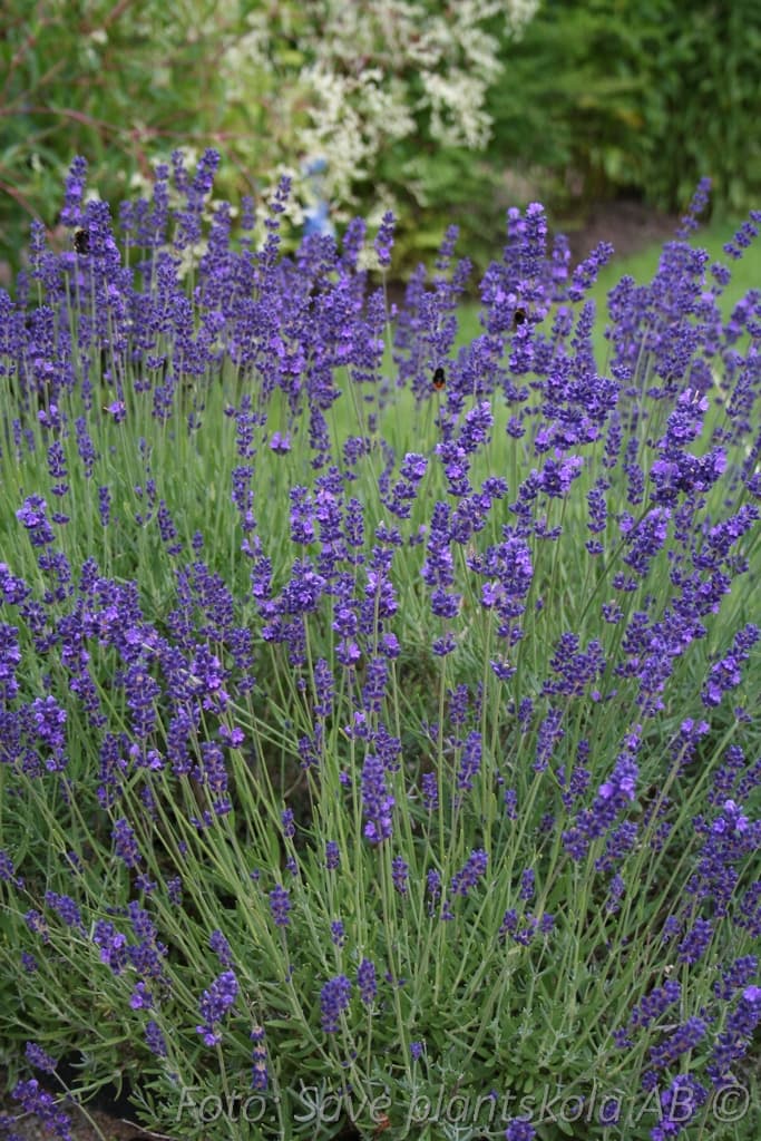 Lavandula angustifolia  'Hidcote Blue'