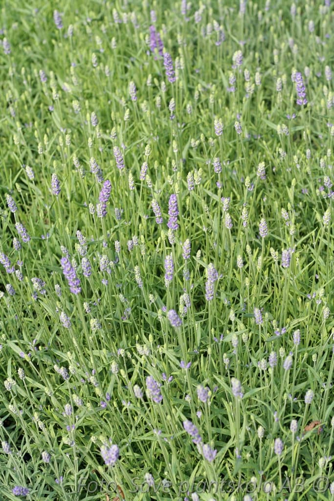 Lavandula angustifolia 'Munstead var.'