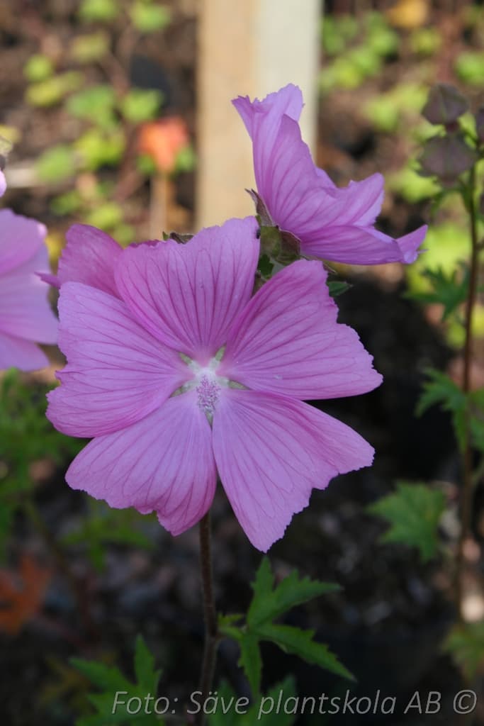 Malva clementii 'Burgundy Wine'
