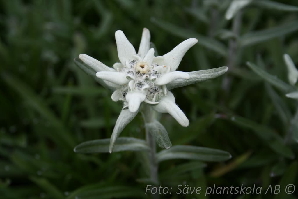 Leontopodium alpinum