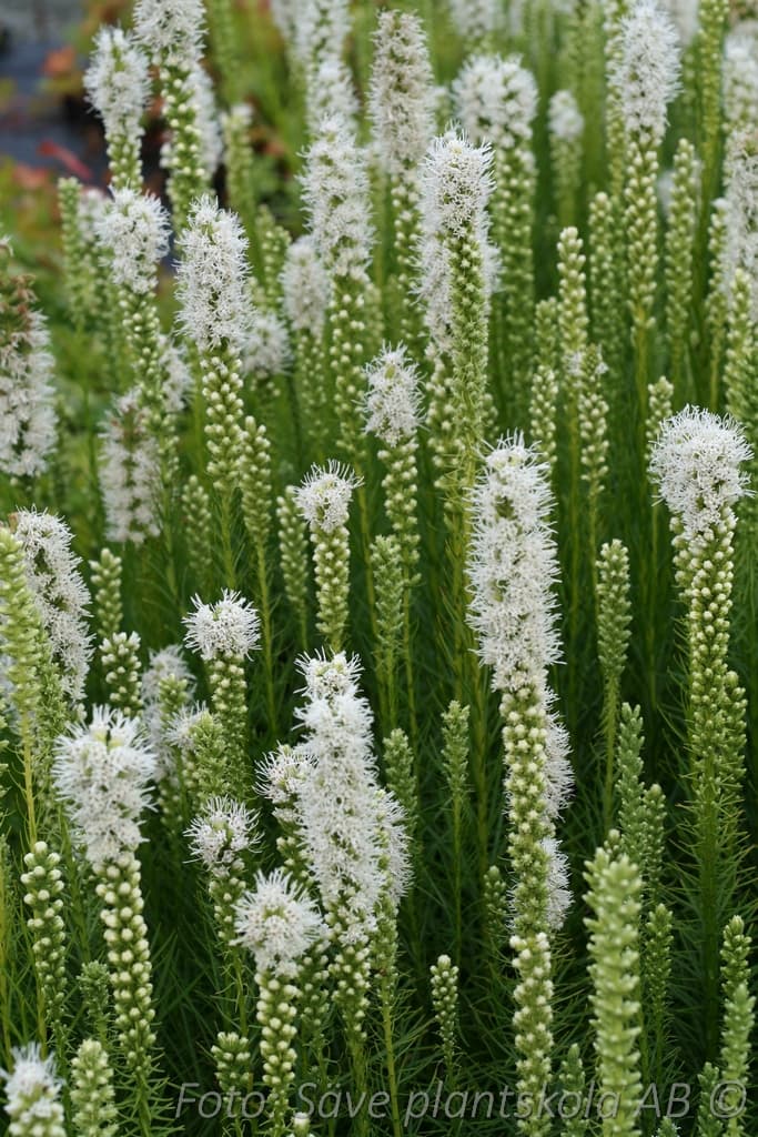 Liatris spicata 'Alba' 11c