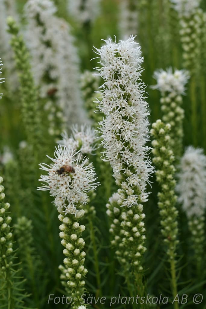 Liatris spicata 'Alba' 1 L