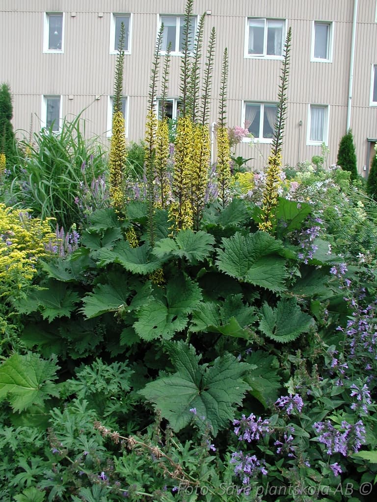 Ligularia przewalskii