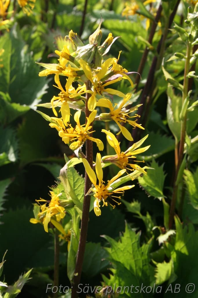 Ligularia stenocephala 'The Rocket'