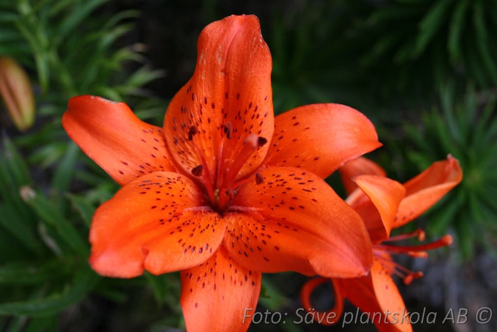 Lilium  'Fire King'