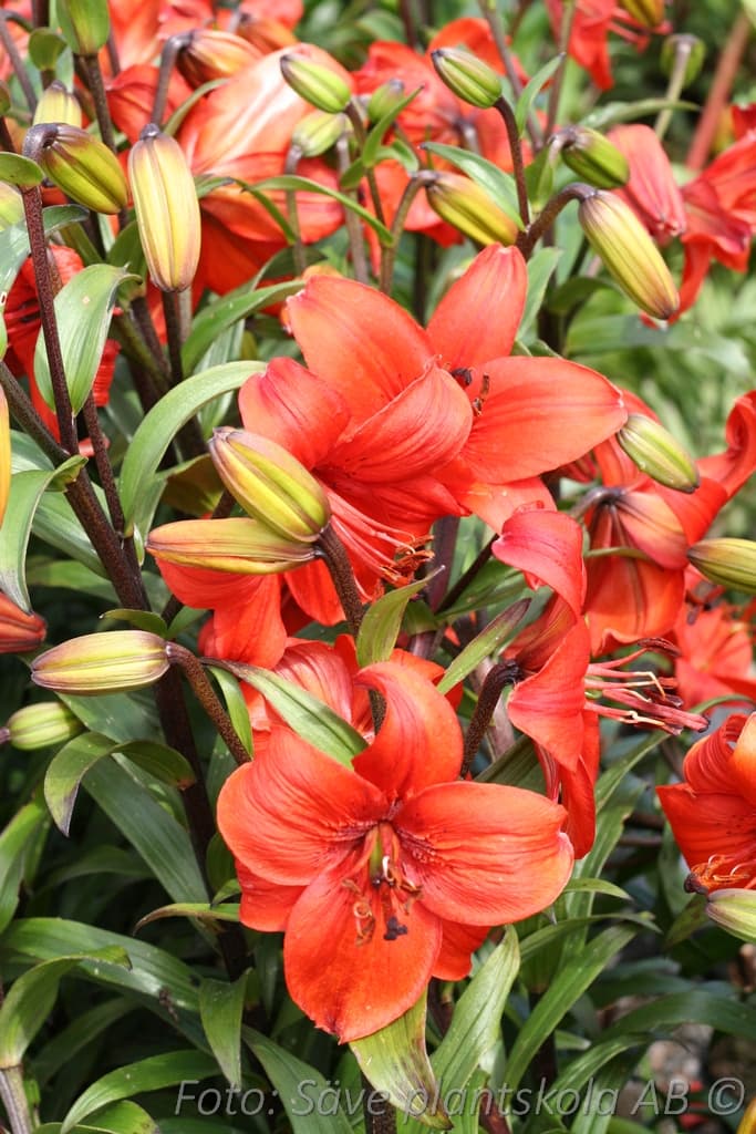 Lilium 'Wine Flavour'