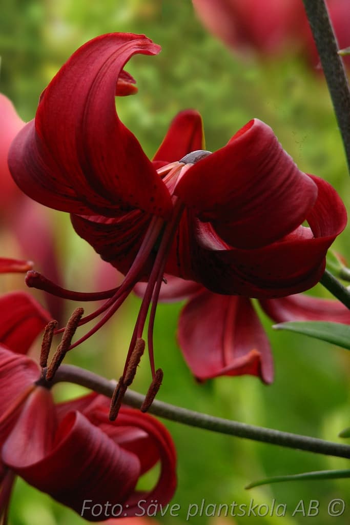 Lilium  'Red Velvet'
