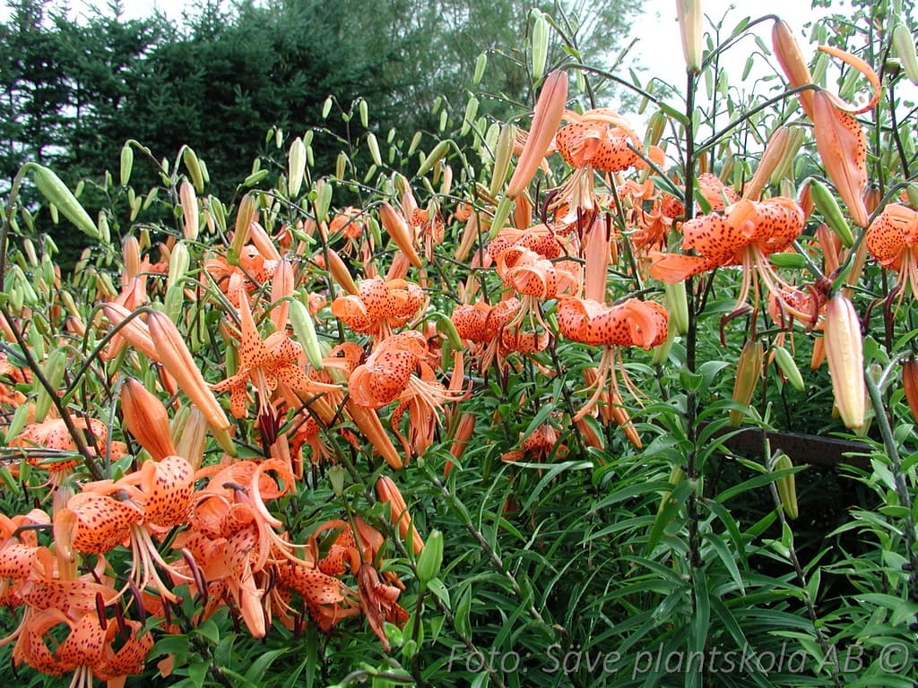 Lilium lancifolium