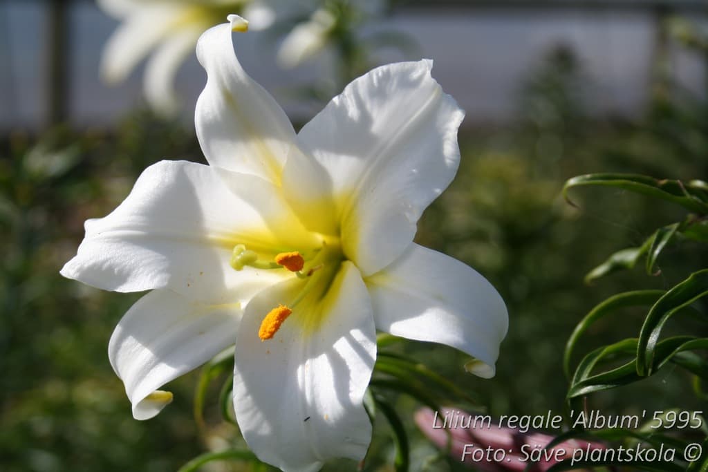 Lilium regale 'Album'