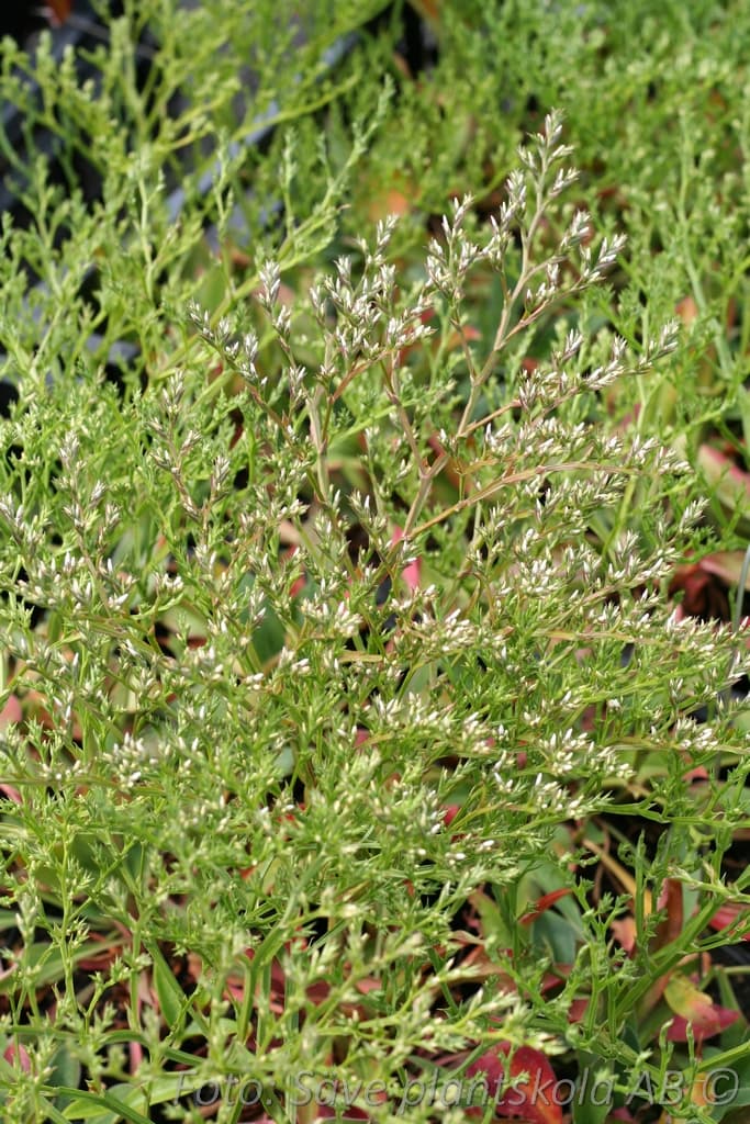 Limonium platyphyllum