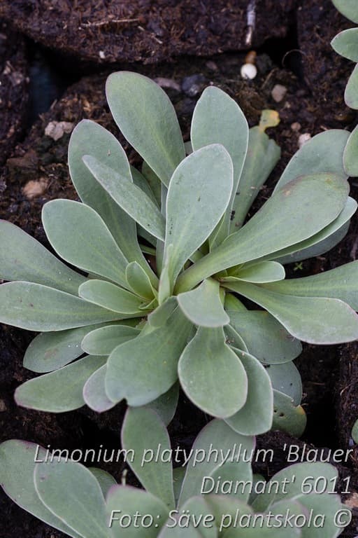 Limonium platyphyllum 'Blauer Diamant'