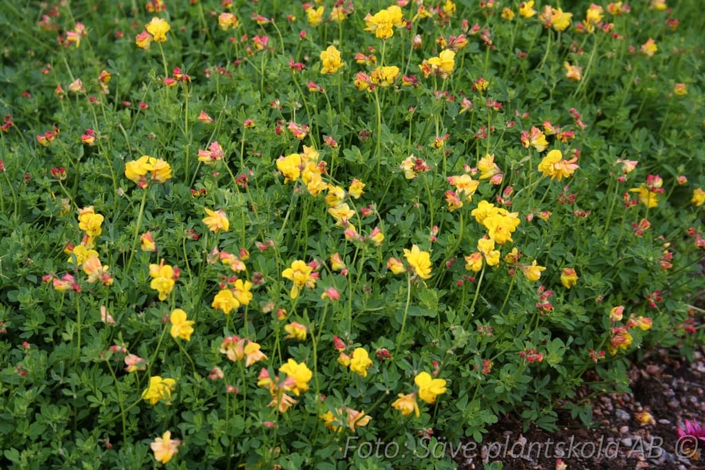 Lotus corniculatus 'Flore Plena'