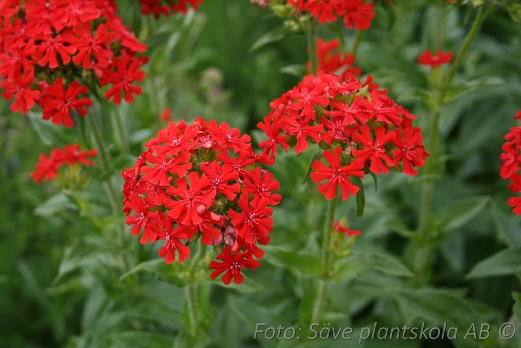 Lychnis chalcedonica