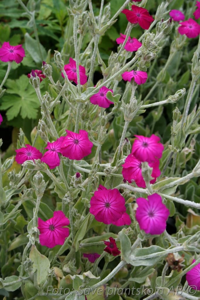 Lychnis coronaria