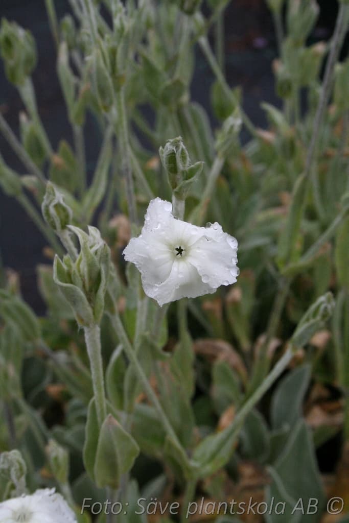 Lychnis coronaria 'Alba'