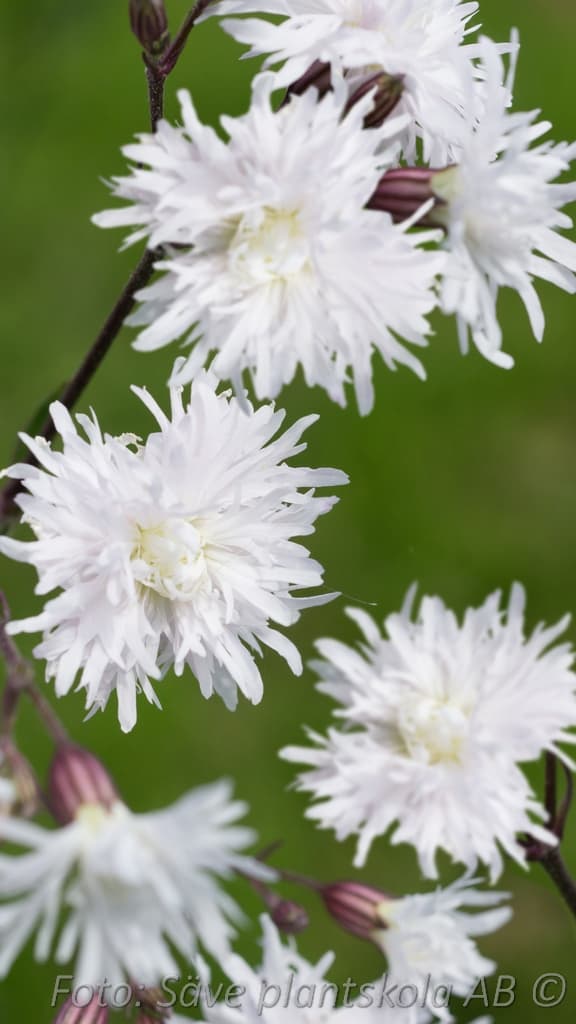 Lychnis flos-cuculi 'Petite Henri'