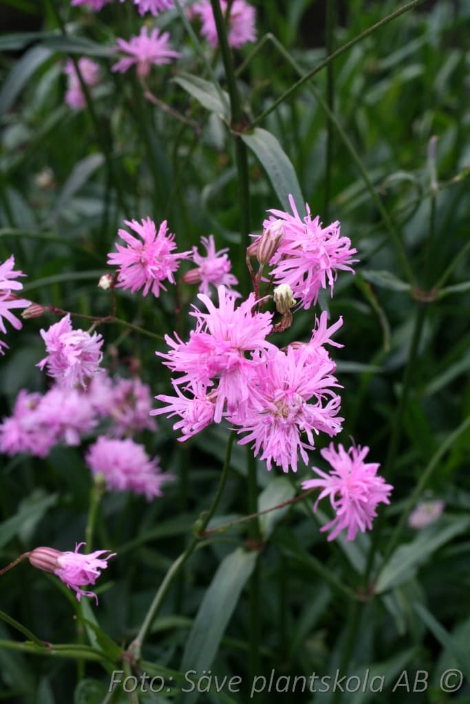Lychnis flos-cuculi 'Petite Jenny'