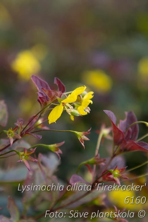 Lysimachia ciliata 'Firekracker'