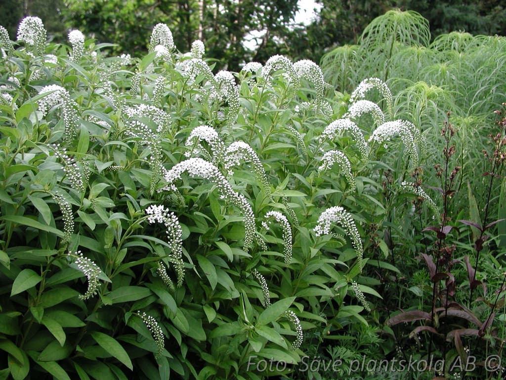 Lysimachia clethroides
