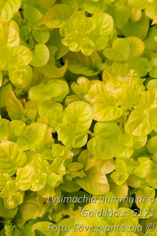 Lysimachia nummularia 'Goldilocks'
