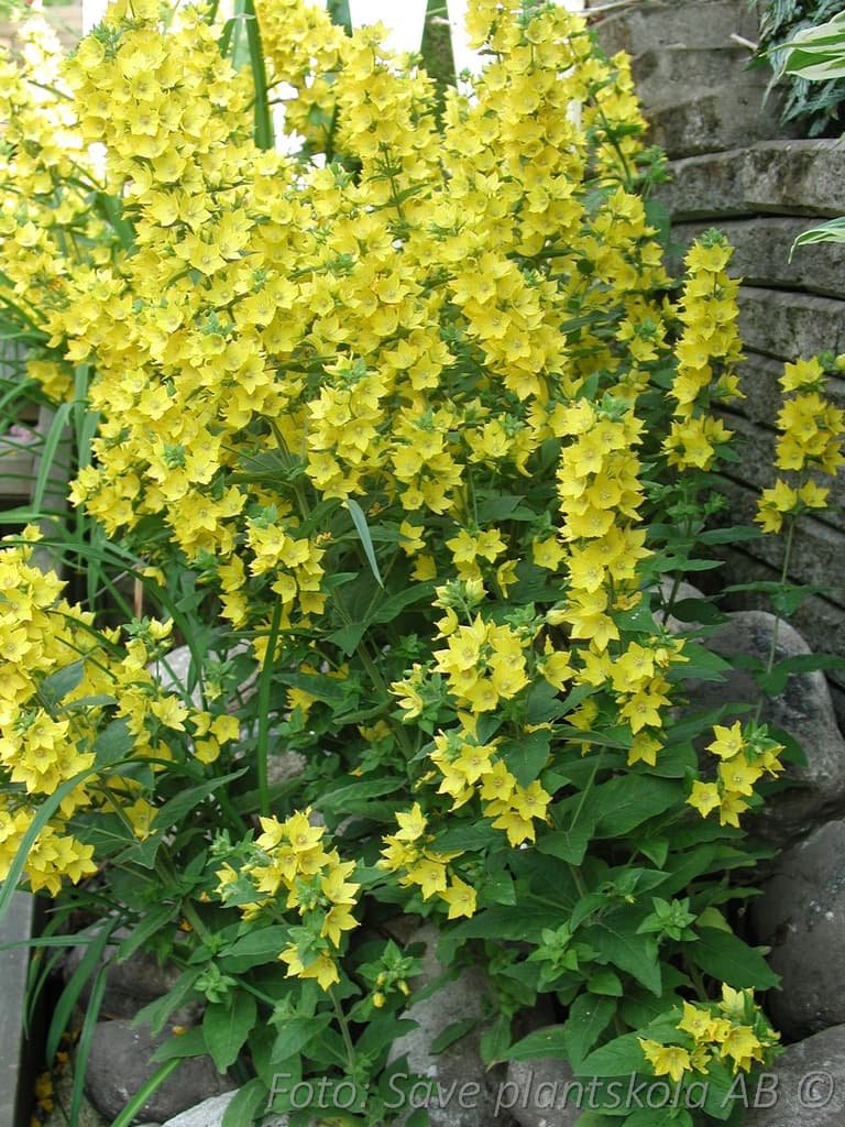 Lysimachia punctata