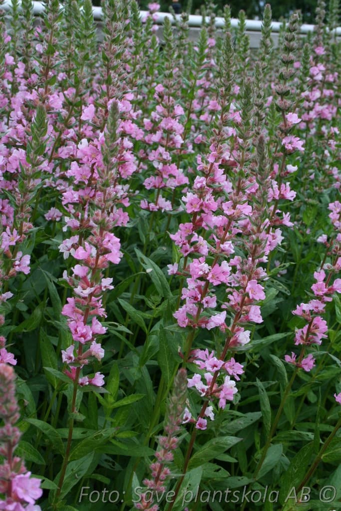 Lythrum salicaria 'Blush'