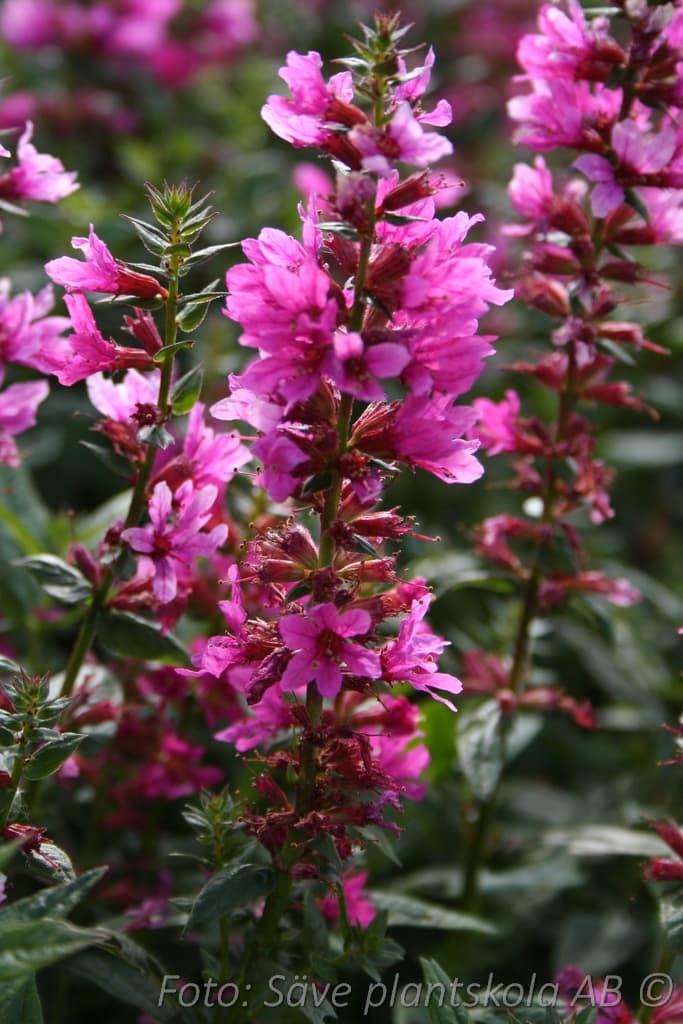 Lythrum virgatum 'Dropmore Purple'