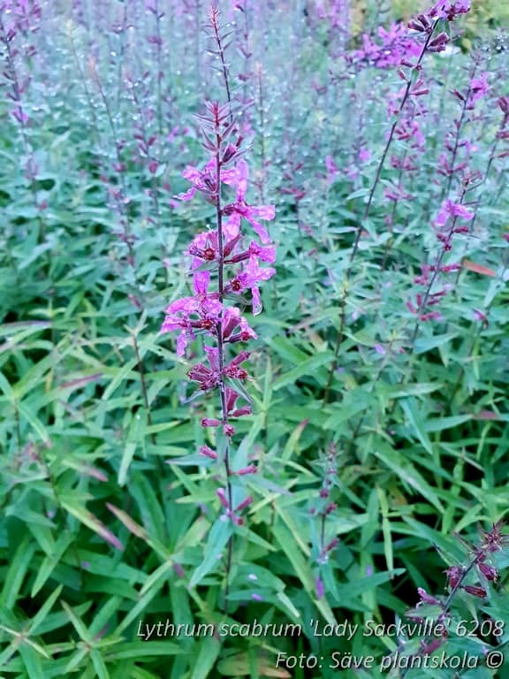 Lythrum scabrum 'Lady Sackville'