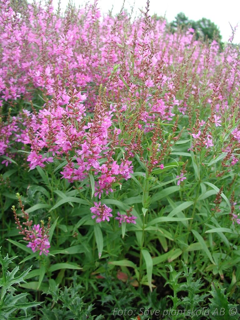Lythrum salicaria 'Swirl'