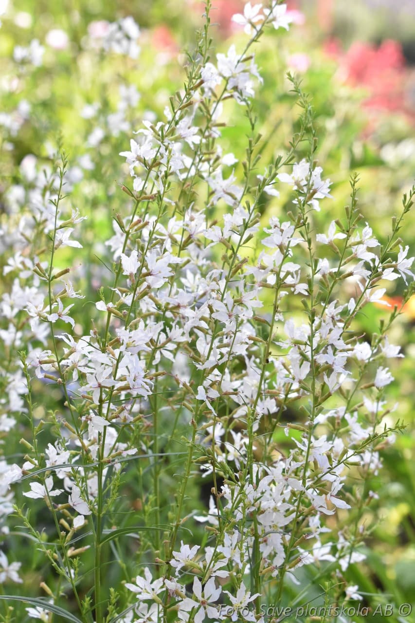 Lythrum salicaria 'White Swirl'