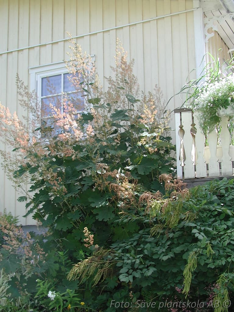 Macleaya microcarpa 'Kelways Coral Plume'