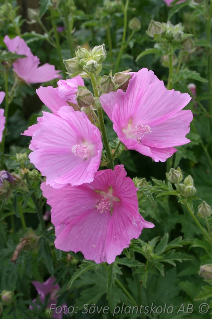 Malva alcea 'Fastigiata'