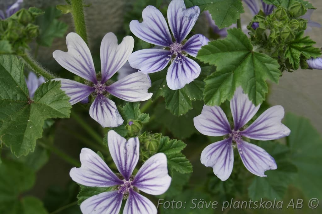Malva sylvestris 'Dema' (Marina) (PBR)