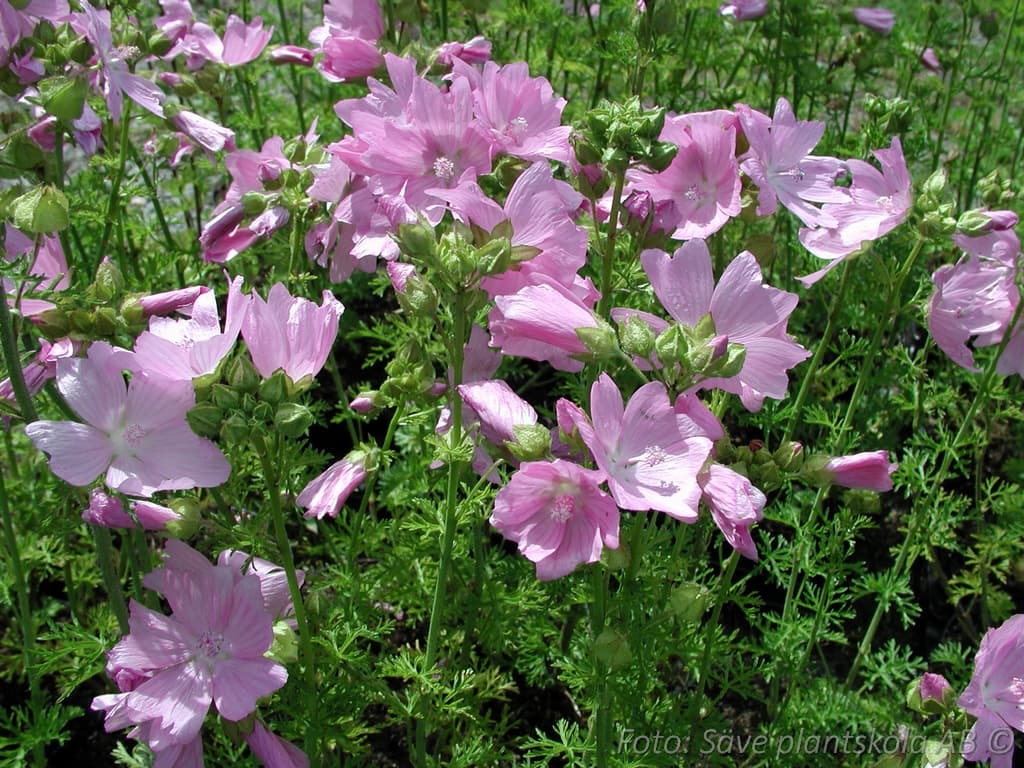 Malva moschata