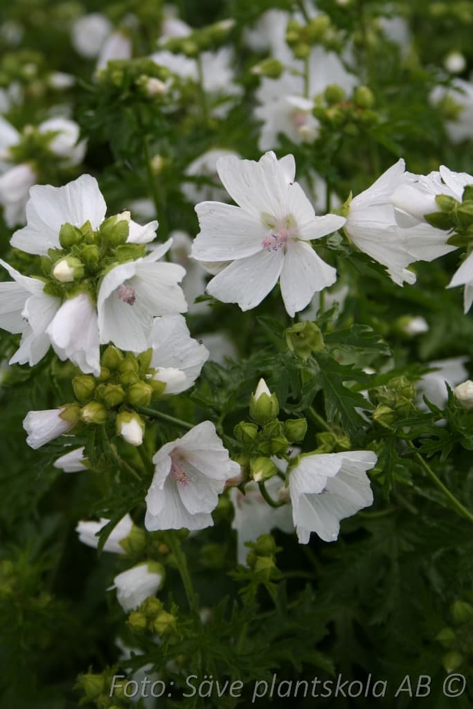 Malva moschata  'Alba'