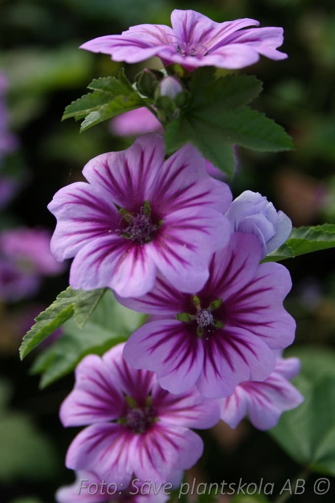 Malva sylvestris 'Zebrina'