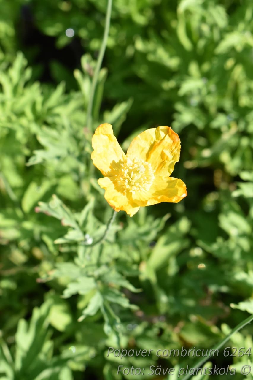 Papaver cambricum