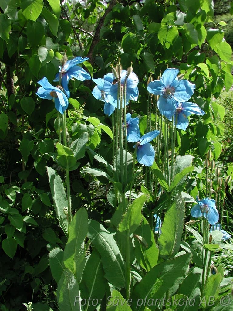 Meconopsis betonicifolia