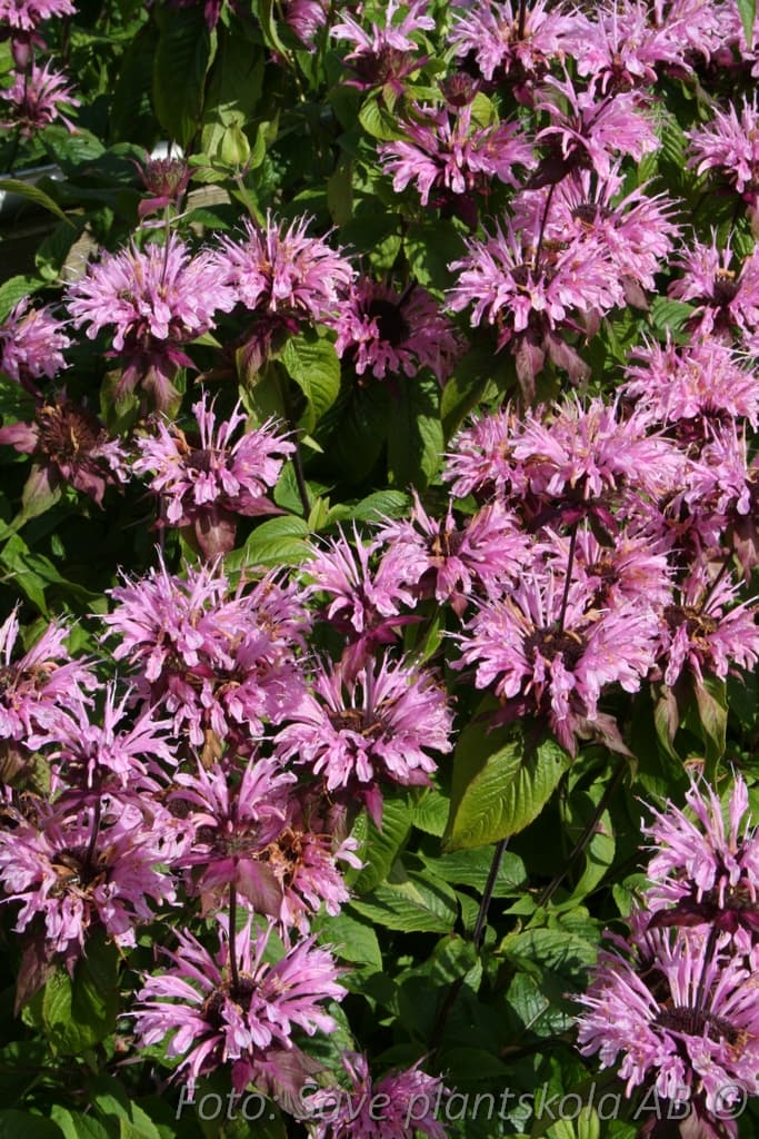 Monarda 'Beauty of Cobham'