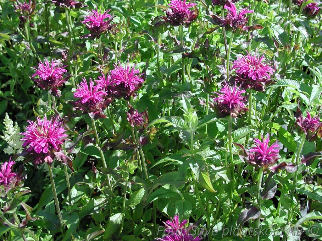 Monarda 'Blaustrumpf'