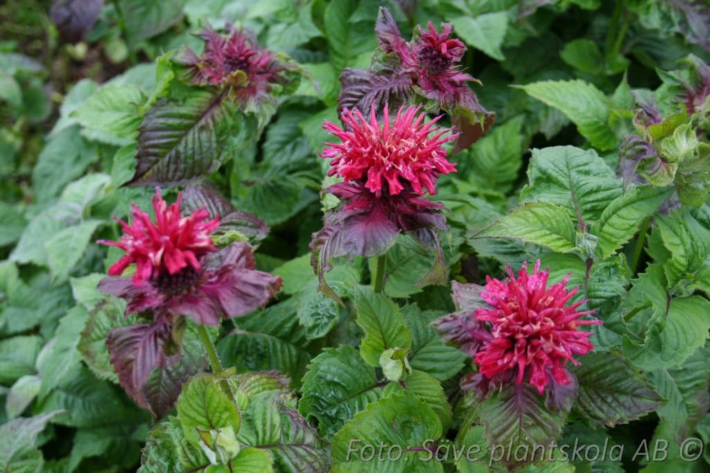 Monarda  'Fireball' (PBR)